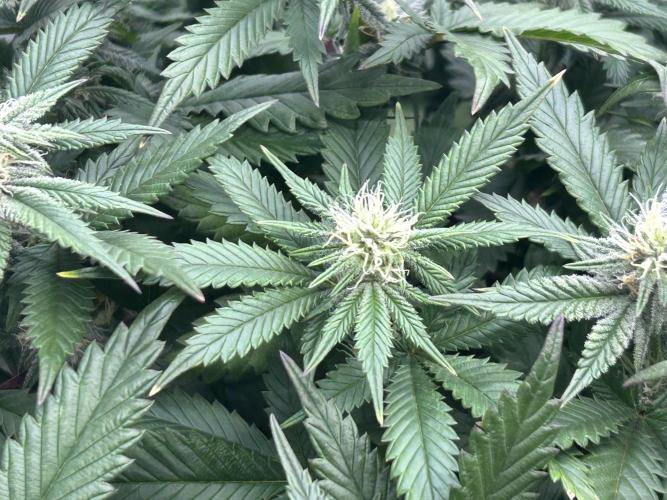 WSE - Sour Diesel. Week 24