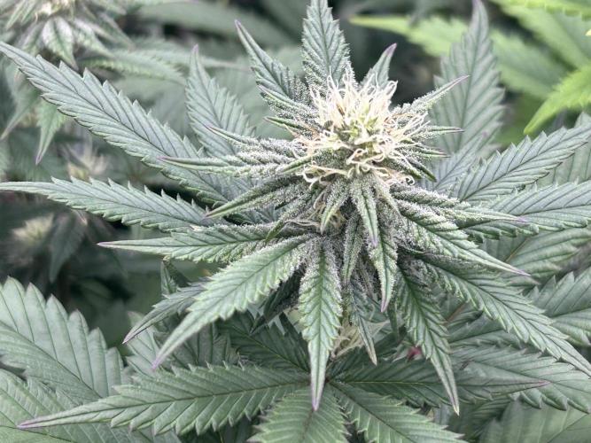 WSE - Sour Diesel. Week 24
