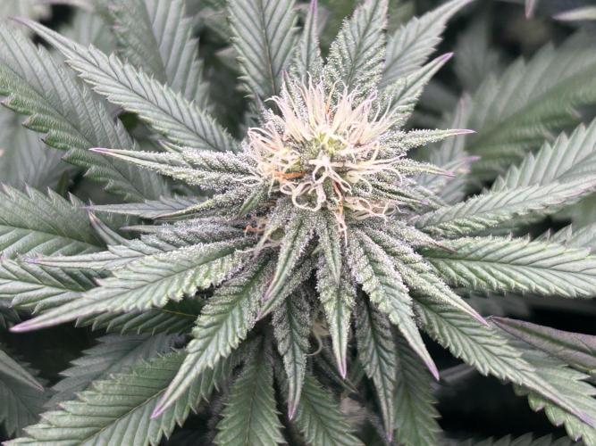 Sour Diesel . Week 24