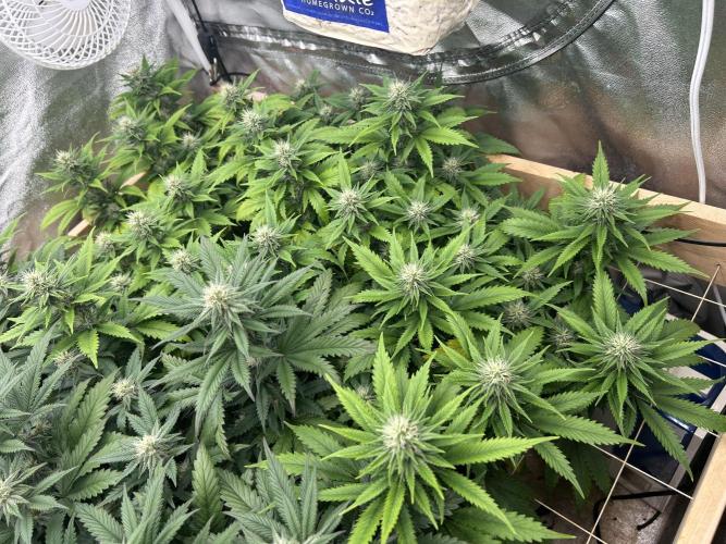 WSE - NYC Diesel. Week 24