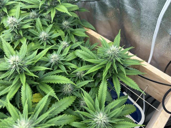 WSE - NYC Diesel. Week 24