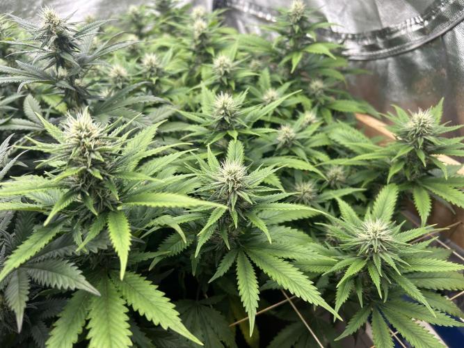 WSE - NYC Diesel. Week 24