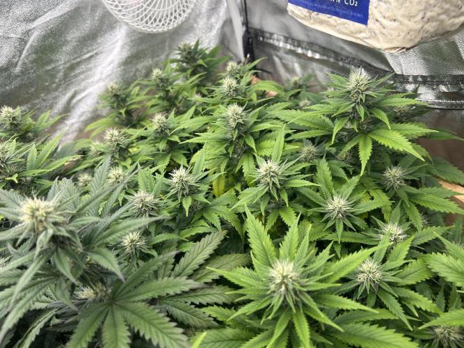 WSE - NYC Diesel. Week 24