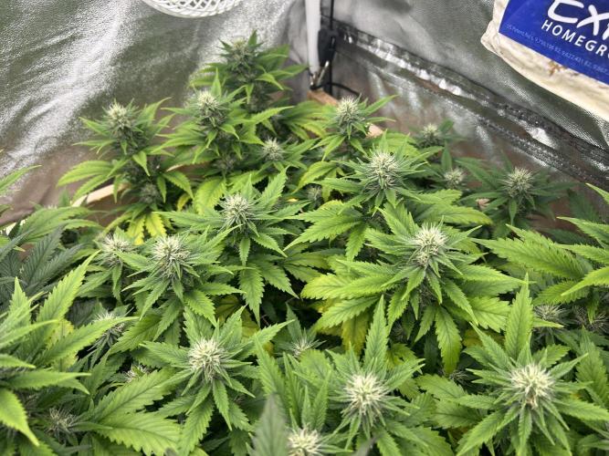 WSE - NYC Diesel. Week 24