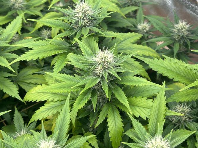 WSE - NYC Diesel. Week 24