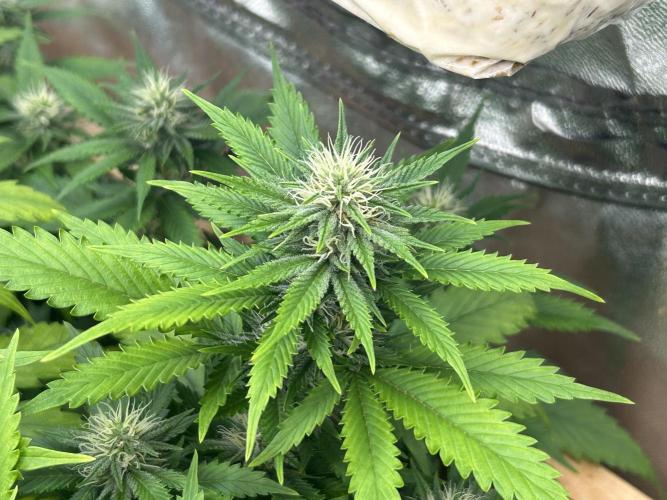 WSE - NYC Diesel. Week 24