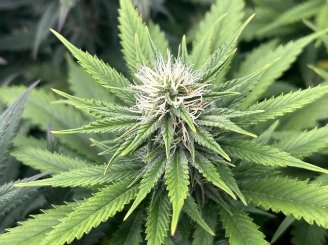 WSE - NYC Diesel. Week 24