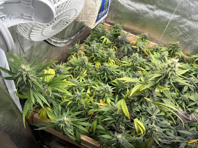 HS - Purple Kush. Week 24