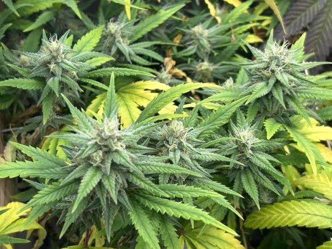 HS - Purple Kush. Week 24