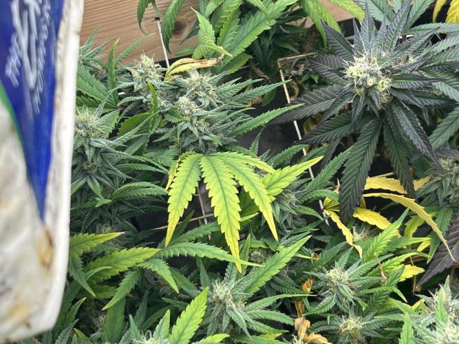 HS - Purple Kush. Week 24