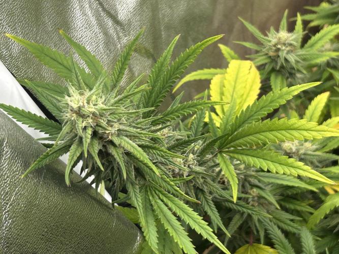HS - Purple Kush. Week 24