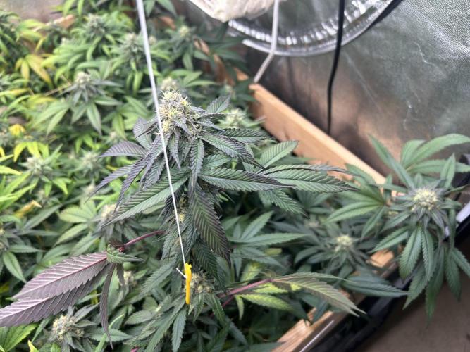 RQS - Gelato 44. Week 22