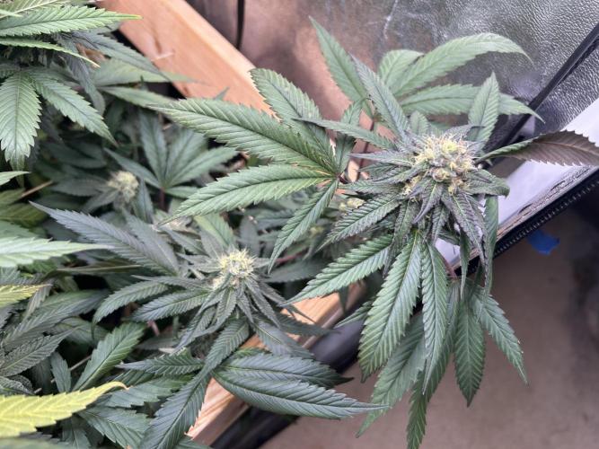 RQS - Gelato 44. Week 22