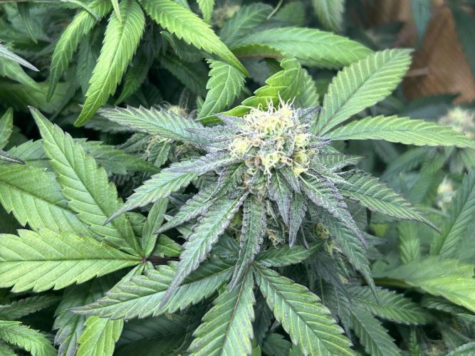 RQS - Gelato 44. Week 22