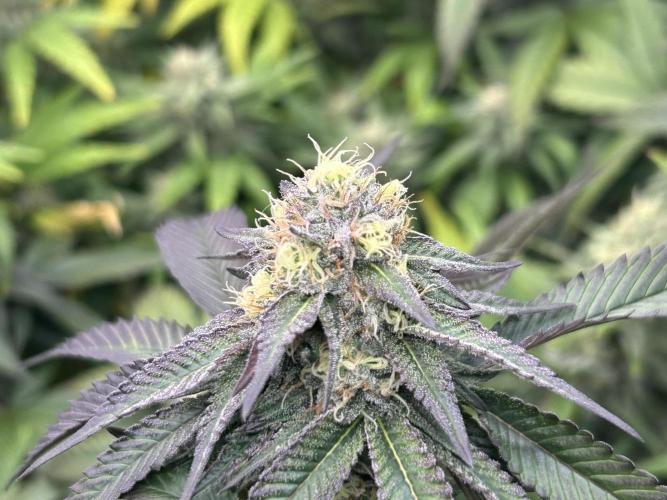 RQS - Gelato 44. Week 22
