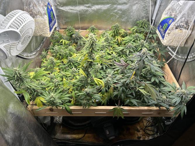 RQS - Tropicana Cookies Purple. Week 23 - 7/11/26