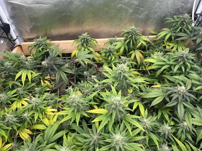 RQS - Tropicana Cookies Purple. Week 23