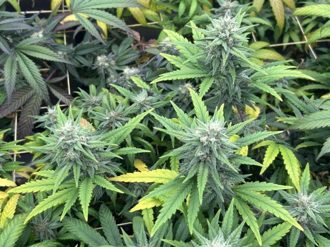 RQS - Tropicana Cookies Purple. Week 23
