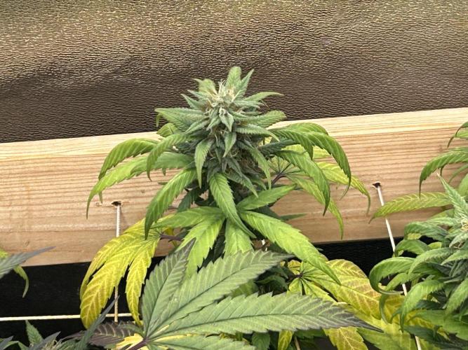 RQS - Tropicana Cookies Purple. Week 23