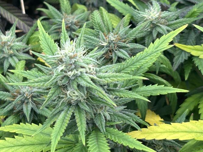 RQS - Tropicana Cookies Purple. Week 23