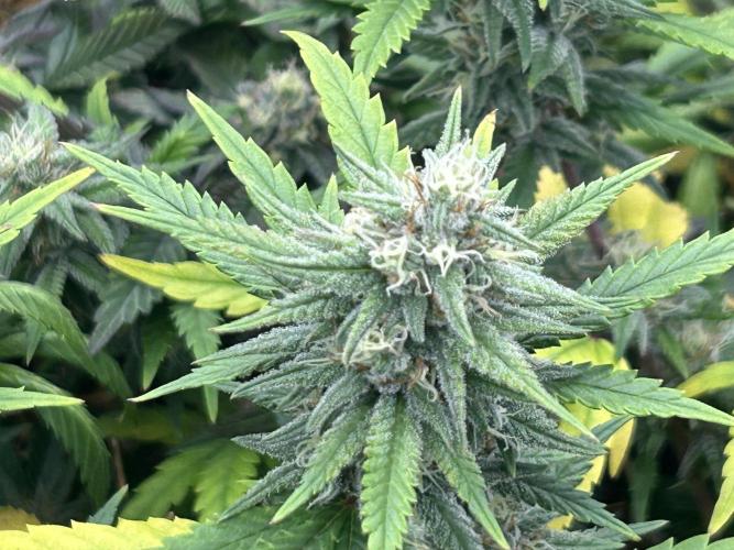 RQS - Tropicana Cookies Purple. Week 23