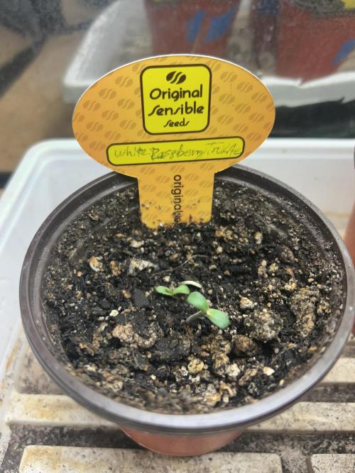 White Raspberry Truffle. Week 3