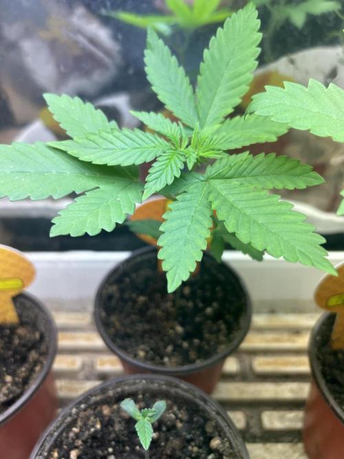 OSS - Banana Fumes. Week 3