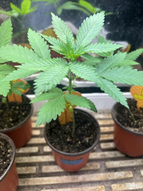 Papaya Stank. Week 3