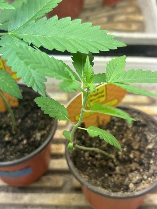 OSS - Purple Overload. Week 3