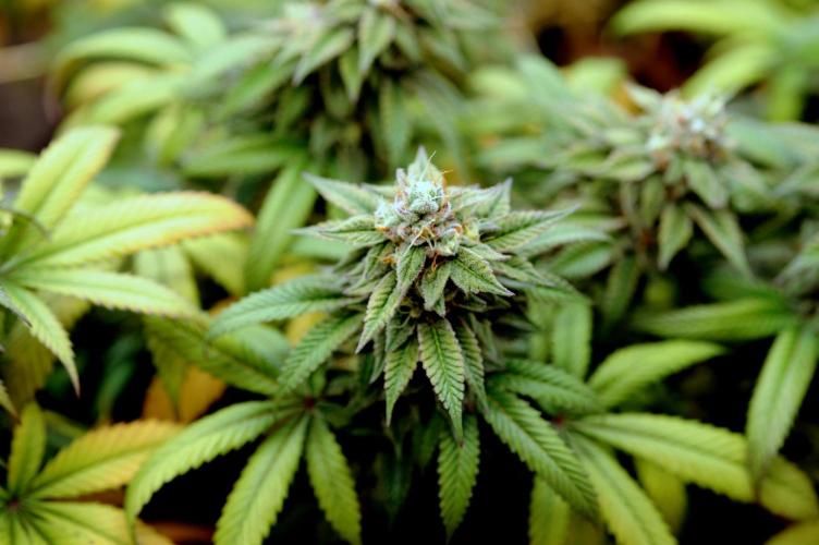 BF - Super Boof. Week 25