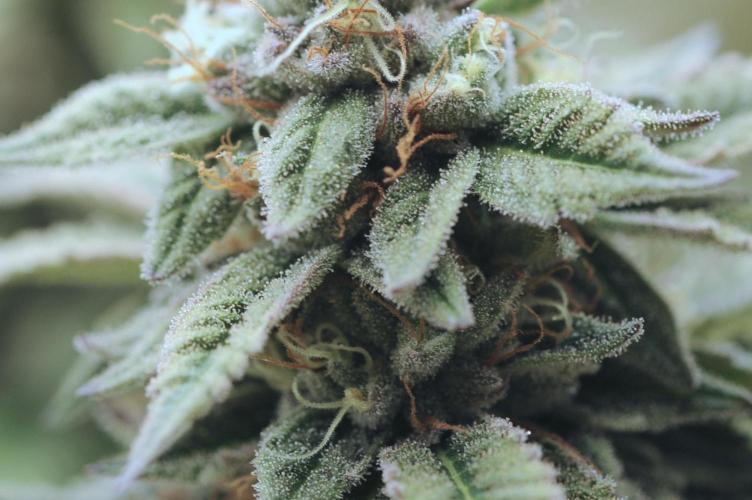 BF - Super Boof. Week 25