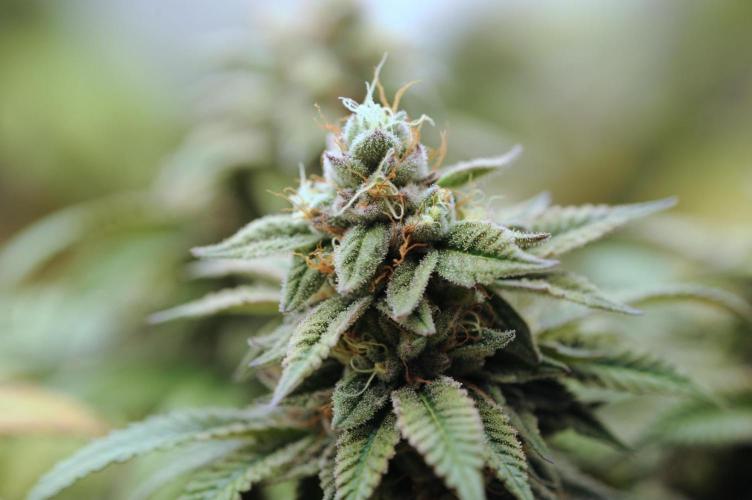 BF - Super Boof. Week 25