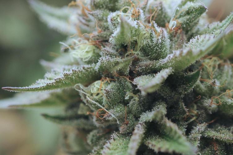 BF - Super Boof. Week 25