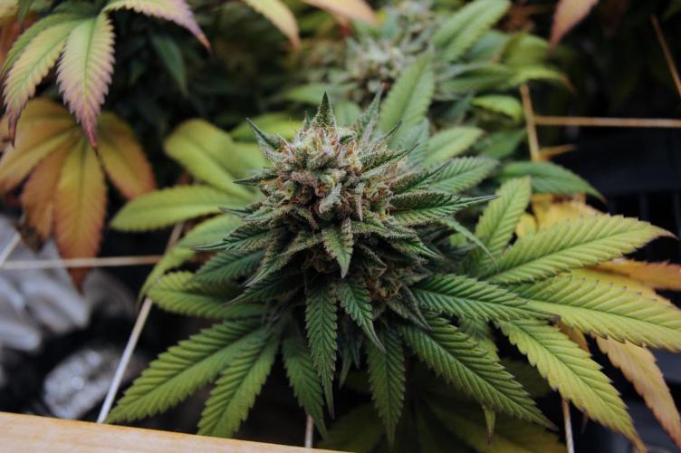 BF - Super Boof. Week 25