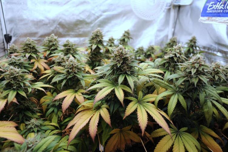 BF - Super Boof. Week 25
