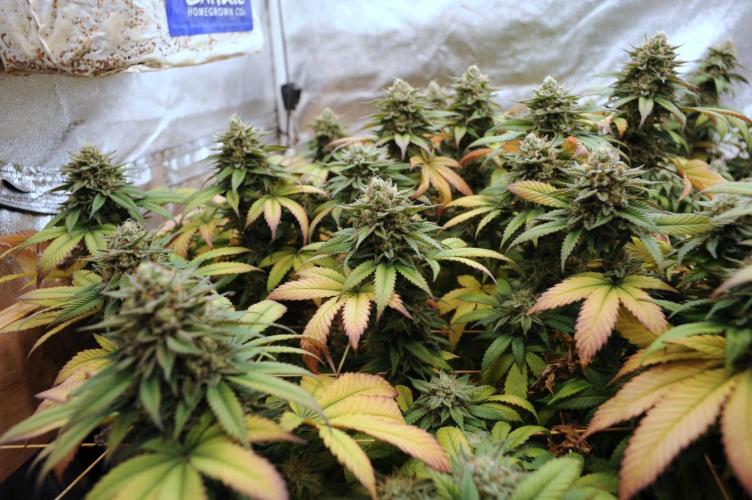 BF - Super Boof. Week 25