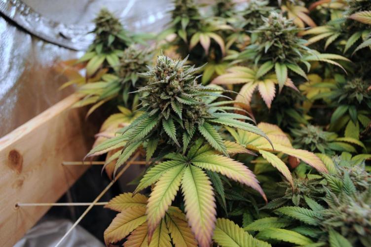 BF - Super Boof. Week 25