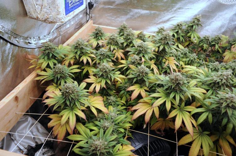 BF - Super Boof. Week 25