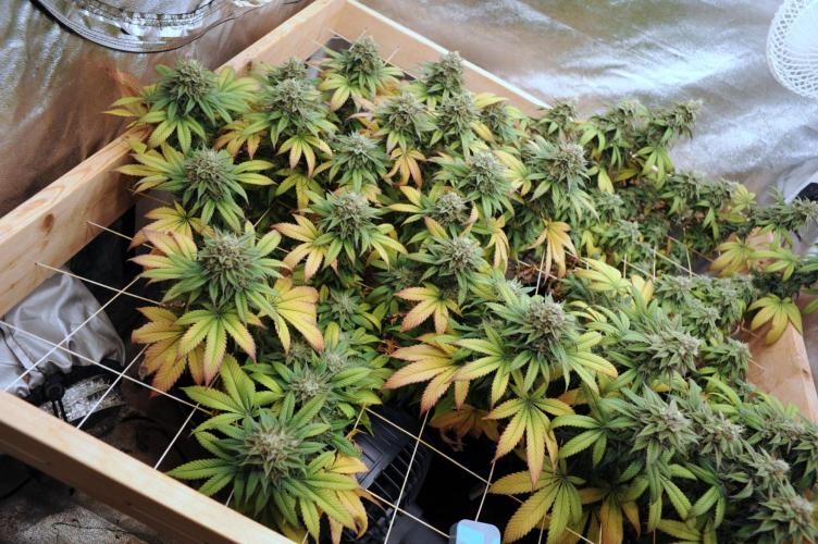 BF - Super Boof. Week 25