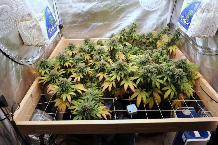 BF - Super Boof. Week 25
