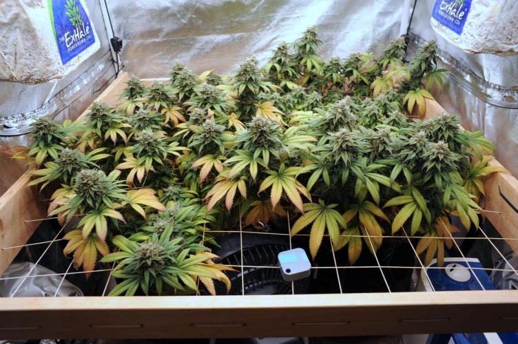 Super Boof. Week 25