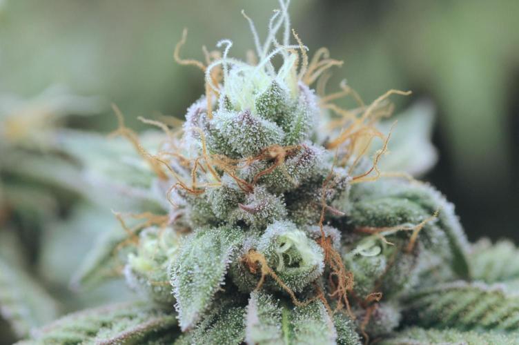 BF - RS11 x Banana OG. Week 25