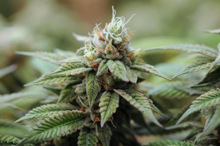 BF - RS11 x Banana OG. Week 25
