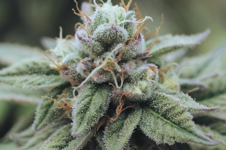 BF - RS11 x Banana OG. Week 25
