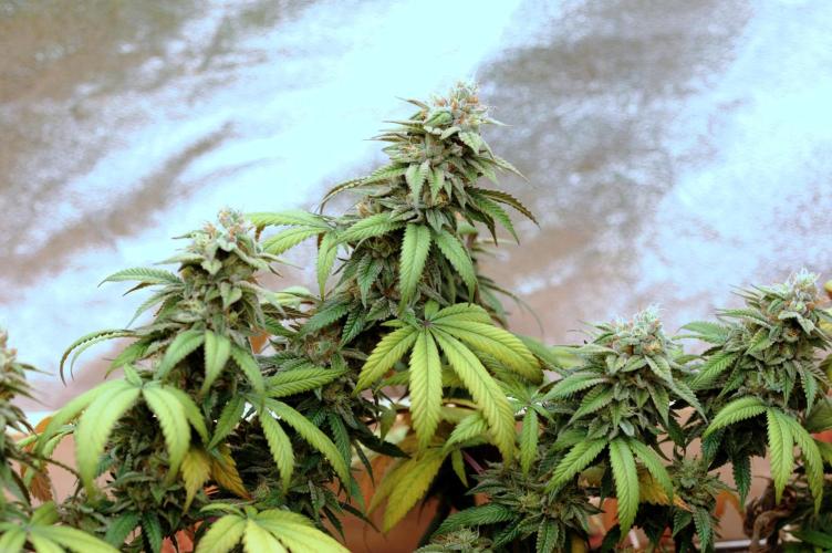 BF - RS11 x Banana OG. Week 25