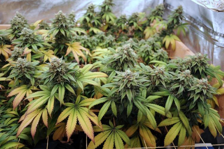 BF - RS11 x Banana OG. Week 25
