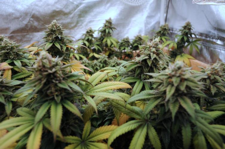 BF - RS11 x Banana OG. Week 25