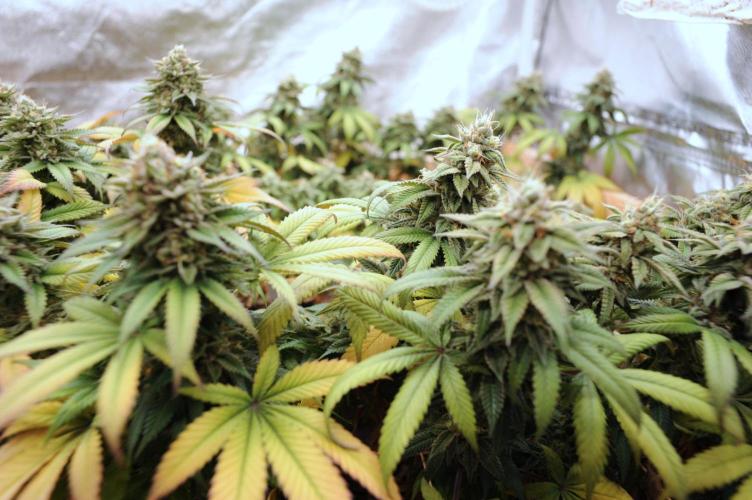 BF - RS11 x Banana OG. Week 25