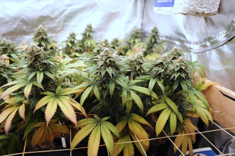 BF - RS11 x Banana OG. Week 25