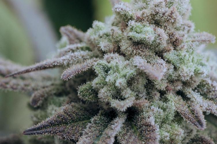 OSS - Blackwater. Week 28